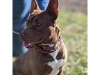 Betsy, American Staffordshire Terrier For Adoption In Paola, Kansas