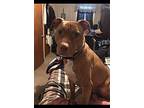 Shelby, American Pit Bull Terrier For Adoption In Essington, Pennsylvania
