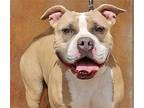 April, American Staffordshire Terrier For Adoption In Albuquerque, New Mexico