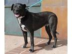 Meg, American Staffordshire Terrier For Adoption In Albuquerque, New Mexico
