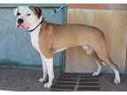 Patches, American Staffordshire Terrier For Adoption In Albuquerque, New Mexico
