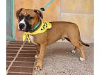 Rex, American Staffordshire Terrier For Adoption In Albuquerque, New Mexico