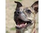 Pippa, American Staffordshire Terrier For Adoption In Whitestone, New York