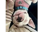 Olivia Rodrigo, American Staffordshire Terrier For Adoption In Whitestone