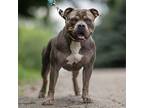 Phineas, American Staffordshire Terrier For Adoption In Whitestone, New York