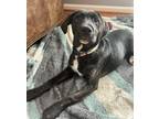 Adopt McKenzie a Labrador Retriever