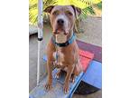 Max, American Staffordshire Terrier For Adoption In Sierra Madre, California