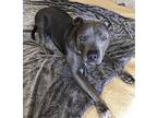 Stella, American Staffordshire Terrier For Adoption In Sierra Madre, California
