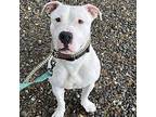 Tommy Talcum, American Staffordshire Terrier For Adoption In Whitestone