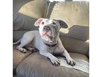 Lindy, American Staffordshire Terrier For Adoption In Whitestone, New York