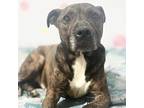 Bully, American Staffordshire Terrier For Adoption In Whitestone, New York