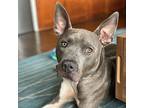 Benny, American Staffordshire Terrier For Adoption In Whitestone, New York