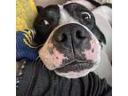 Oreo Blizzard, American Staffordshire Terrier For Adoption In Whitestone