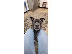 Faith, American Staffordshire Terrier For Adoption In Farmingdale, New Jersey