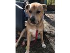 Peanut, Labrador Retriever For Adoption In Elmsford, New York