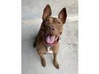 Destiny, American Pit Bull Terrier For Adoption In Elmsford, New York