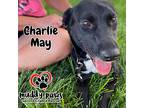 Charlie May, Patterdale Terrier (fell Terrier) For Adoption In Council Bluffs
