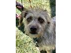 Scruffy, Jack Russell Terrier For Adoption In Elkhart, Indiana