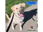 Oakley, Golden Retriever For Adoption In Council Bluffs, Iowa