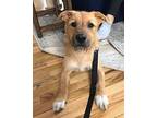 Evan, Terrier (unknown Type, Medium) For Adoption In Elmsford, New York
