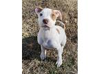 Phoebe, Terrier (unknown Type, Medium) For Adoption In Hillsboro, Missouri