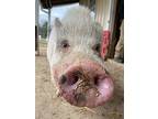 Pinocchio, Pig (potbellied) For Adoption In Kerhonkson, New York