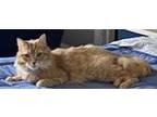 Pumpkin, Domestic Mediumhair For Adoption In Brownsburg, Indiana