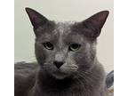 Bing, Domestic Shorthair For Adoption In Dundee, Michigan
