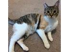 Hope Ii, Domestic Shorthair For Adoption In Brownsburg, Indiana