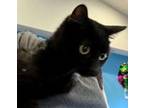 Mia, Domestic Shorthair For Adoption In Brownsburg, Indiana
