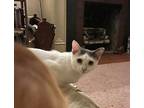 Grace, Domestic Shorthair For Adoption In Greensburg, Pennsylvania