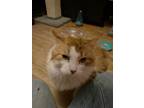 Princess Peach, Domestic Mediumhair For Adoption In Greensburg, Pennsylvania