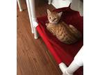 Garfield, Domestic Shorthair For Adoption In Ashland, Ohio