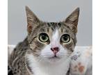 Arabella, Domestic Shorthair For Adoption In Dundee, Michigan