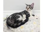 Sprite, Domestic Shorthair For Adoption In Dundee, Michigan