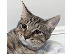 Fig, Domestic Shorthair For Adoption In Dundee, Michigan