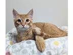 Bagel, Domestic Shorthair For Adoption In Dundee, Michigan