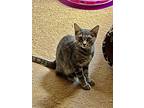 Slater, Domestic Shorthair For Adoption In Greensburg, Pennsylvania