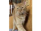 Blaze, Domestic Shorthair For Adoption In Greensburg, Pennsylvania