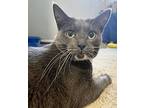 Ash, Domestic Shorthair For Adoption In Columbia, Illinois