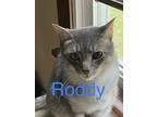 Roddy, Domestic Shorthair For Adoption In Greensburg, Pennsylvania