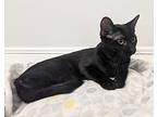 Moxie, Domestic Shorthair For Adoption In Dundee, Michigan