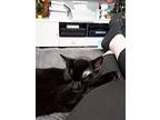 Black Magic Indoor Only, Domestic Shorthair For Adoption In Lodi, California