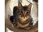 Rowland, Domestic Shorthair For Adoption In Diamond Bar, California