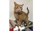 Mosley, Domestic Shorthair For Adoption In Ashland, Ohio