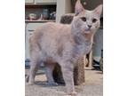 Lucy Belle, Domestic Shorthair For Adoption In Brownsburg, Indiana