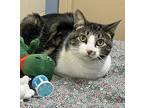 Heather, Domestic Shorthair For Adoption In Columbia, Illinois