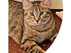 Button, Domestic Shorthair For Adoption In Greensburg, Pennsylvania