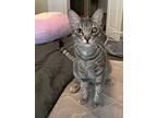 Waffle, Domestic Shorthair For Adoption In Austin, Texas