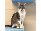 Zen, Domestic Shorthair For Adoption In Columbia, Illinois